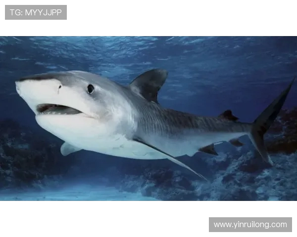 发电机与南部鲨鱼的较量谁能在力量与智慧中胜出